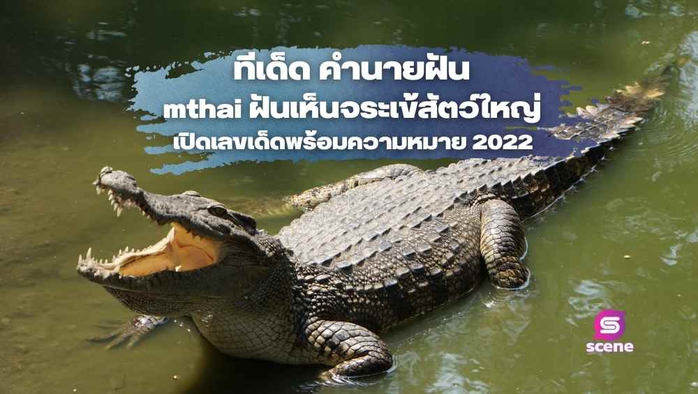 ทีเด็ด คำนายฝัน mthai ฝันเห็นจระเข้สัตว์ใหญ่ เปิดเลขเด็ดพร้อมความหมาย 2022